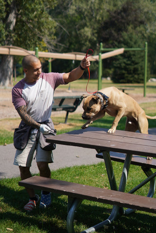 Boosting Confidence in a Fearful Dog Through Effective Dog Training