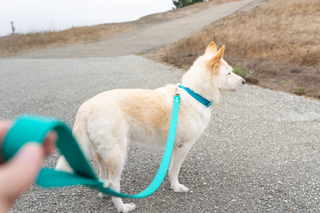 Choosing the Right Biothane Dog Leash for Your Pup's Personality